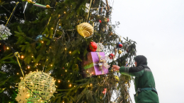 Главную новогоднюю ель страны доставят к Кремлю к 10 декабря