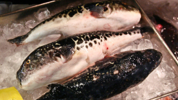 Жителю Кубани вместо скумбрии продали смертельно ядовитого иглобрюха