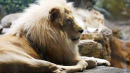 Ад за кадром: как заводчики делают деньги на мучениях диких животных