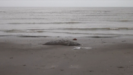 Побережье усеяно трупами: в Дагестане расследуют массовую гибель тюленей