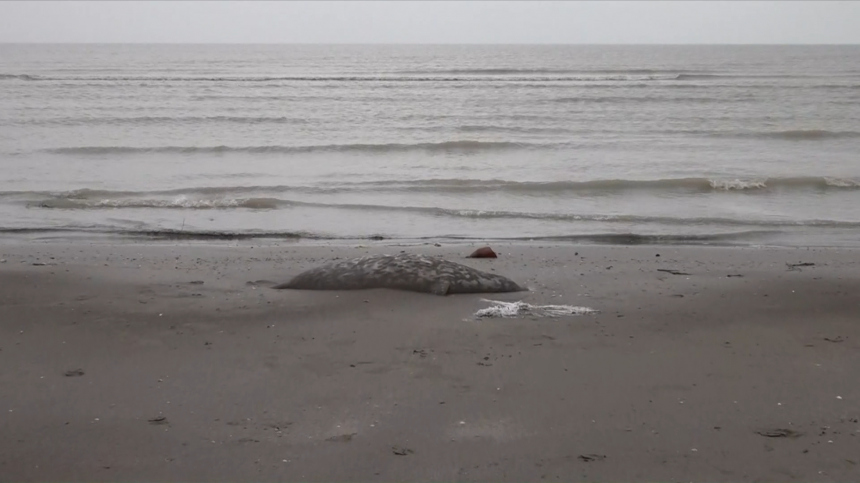 Побережье усеяно трупами: в Дагестане расследуют массовую гибель тюленей