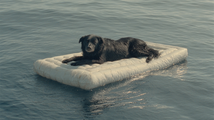 Собаку нашли дрейфующей в океане после побега от хозяев