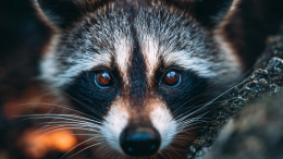 Енот пробрался в винный магазин, устроил погром и пьяный заснул в туалете