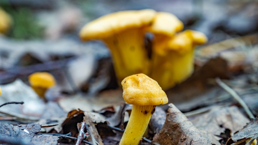 В декабре в Подмосковье можно собирать грибы для новогоднего стола