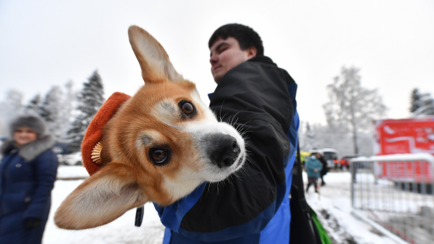 Стоит ли заводить ребенку собаку