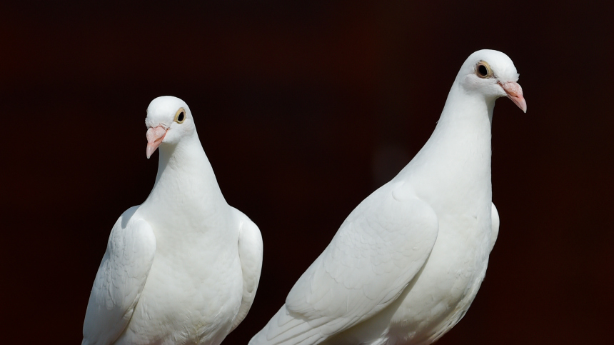 Мужчина пытался провезти голубей через границу в носках