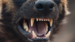 Соседская собака ворвалась в дом и вырвала зубы трехлетнему мальчику