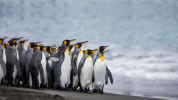 В ЮАР погибли 60 тысяч пингвинов: раскрыта причина массовой смерти