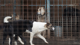 Приласкать и найти новый дом: как столичные волонтеры помогают животным в приютах