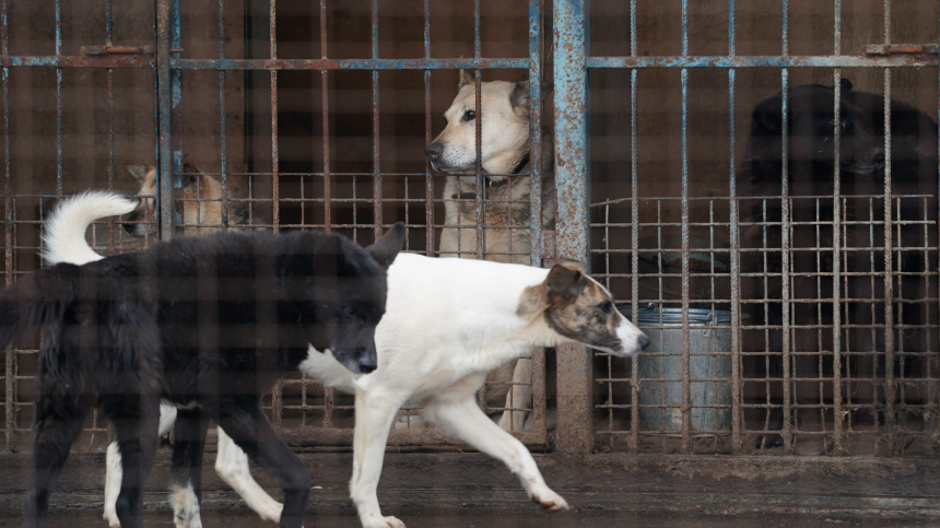 Как столичные волонтеры помогают животным в приютах