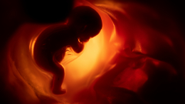 Как новенький: человеческий эмбрион может восстанавливаться без рубцов