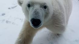 Необычная встреча: медведь попытался получить угощение у экипажа корабля