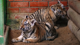 Полосатые краснокнижники: в Московском зоопарке родились амурские тигрята