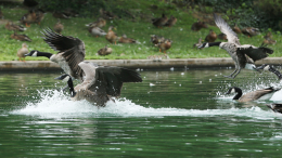 Перелом таза и внутреннее кровотечение: гуси напали на 72-летнюю женщину