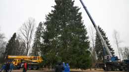 В Подмосковье спилили главную новогоднюю ель страны