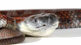 В Австралии 11-летняя девочка смогла пережить укус одной из самых ядовитых змей