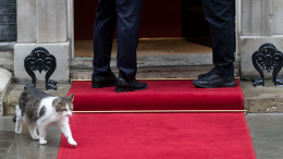 Кот Ларри не вошел на Даунинг-стрит после визита Зеленского