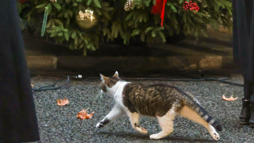 Почему кот Ларри убежал от Зеленского