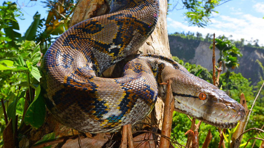 В Индонезии огромный питон задушил фермера