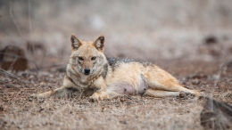Остались только кости: волк утащил младенца из дома, пока мать спала