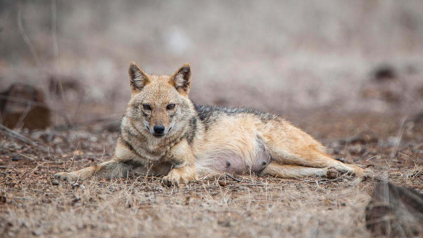 Остались только кости: волк утащил младенца из дома, пока мать спала