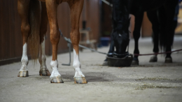 Лошадей отравили кислотой в Волгоградской области