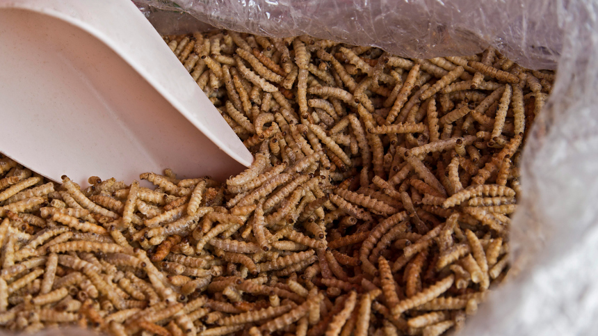 В Китае задержали женщину с червями в штанах