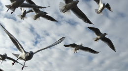 «Напали просто так»: в Оренбуржье женщина убегала от чаек и сломала палец на ноге