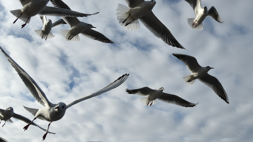 Чем закончилось нападение чаек на туристку под Оренбургом