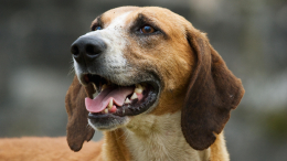 Ученые обнаружили следы волчьего ДНК у большинства пород собак