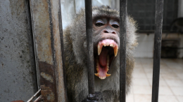 Макака-убийца откусила кусок ноги пожилому мужчине