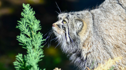 Манул Тимофей ввел слово «зажировка» в русский язык