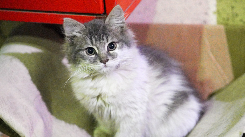 Как кастрация или стерилизация повлияет на питомца