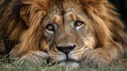 В зоопарке в Запорожской области умер раненный дроном ВСУ лев