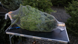 Поменьше и подешевле: в Финляндии начали экономить на рождественских елках