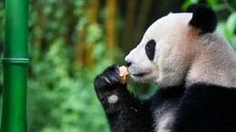 Япония впервые за 50 лет может остаться без панд на фоне ухудшения отношений с КНР