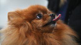 Сервис «Моспитомец» стал лучшим социальным проектом Рунета