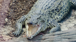 Голодавший месяц крокодил убил 16-летнюю девушку