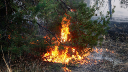 Подростков из Забайкалья судят за поджог леса по заданию украинского куратора