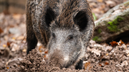 В Польше военных подключили к поискам кабанов с африканской чумой