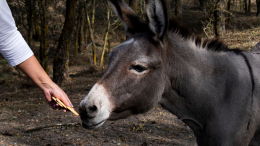 В Московском зоопарке поселился ослик Жорик, приехавший из зоны СВО