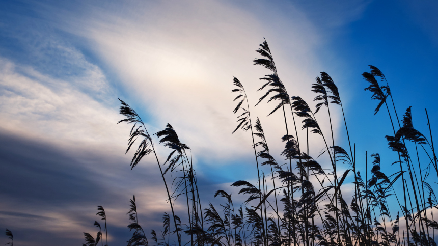 Пенсионер выплюнул залетевший ему в рот лист и был оштрафован