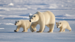 Самка белого медведя усыновила чужого детеныша — редчайший случай в Арктике