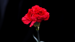 В Батайске объявили траур по мирной жительнице, убитой ударом украинского БПЛА