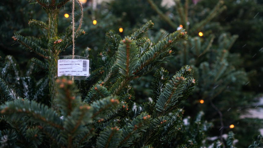 В рамках проекта «Зима в Москве» открылось более 250 елочных базаров