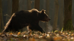 В Японии медведи растерзали рекордное количество людей в 2025 году