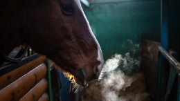 В Волгоградской области задержали подозреваемого в отравлении лошадей