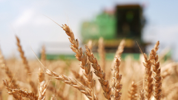 В правительстве ожидают экспорт зерна в объеме до 55 миллионов тонн