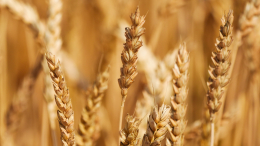 «Нарастить на четверть»: Патрушев об увеличении урожая зерна в ближайшие годы