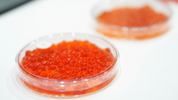 Роскачество обнаружило кишечную палочку в икре пяти торговых марок